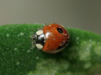 Adalia bipunctata