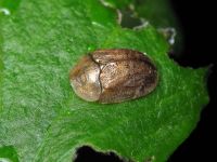 Hypocassida