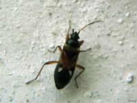 Raglius alboacuminatus