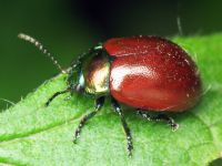 Chrysolina polita