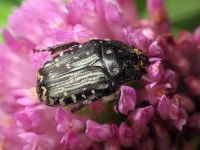 Oxythyrea funesta