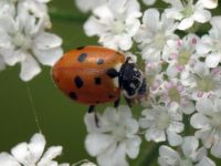 Hippodamia variegata