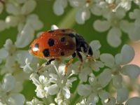 Hippodamia variegata