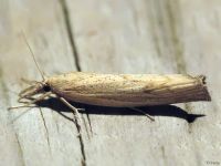 Crambidae