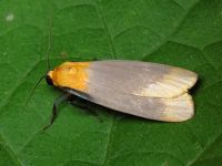 Lithosia quadra