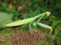 Mantis religiosa