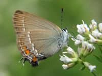 Satyrium spini