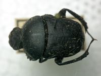 Gymnopleurus mopsus