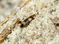 Mycetophagus fulvicollis