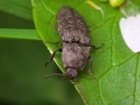 Agrypnus murinus