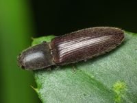 Athous haemorrhoidalis