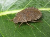 Sciocoris homalonotus