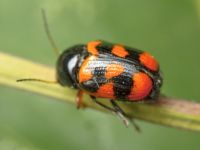 Cryptocephalus (Cryptocephalus) octacosmus