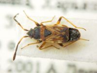 Scolopostethus thomsoni