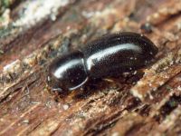 Orthocis perrisi