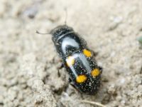 Glischrochilus (Librodor) hortensis