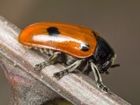 Clytra quadripunctata