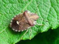 Dyroderes umbraculatus