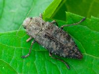 Dicerca aenea aenea