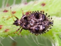 Dictyla rotundata