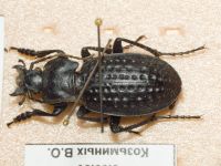 Carabus cribratus