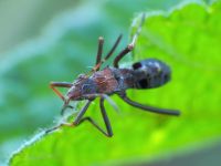 Alydidae