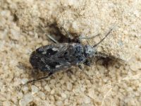 Sphragisticus nebulosus