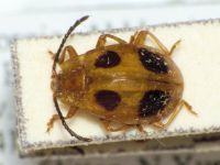 Endomychus armeniacus