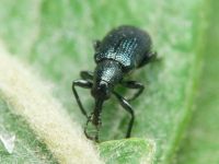 Rhynchitinae