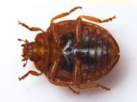 Henosepilachna elaterii