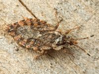 Aradus betulae