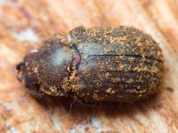 Aesalus scarabaeoides