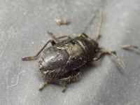 Sphragisticus nebulosus