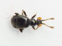 Bryaxis bulbifer