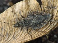 Aradus betulae