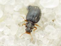 Latridius