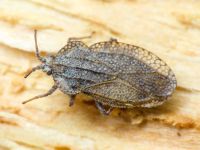 Tingis (Tropidocheila) reticulata