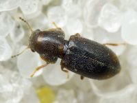 Orthocis lucasi