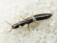 Leptacinus