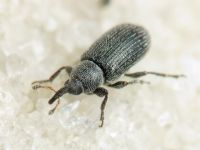 Gymnetron melanarium