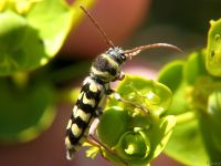 Plagionotus floralis