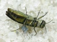 Buprestidae