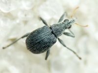 Oxystoma craccae