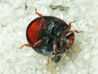 Chilocorus
