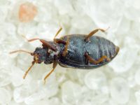 Latridius