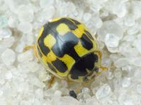 Propylea quatuordecimpunctata