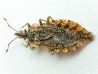 Aradus betulae