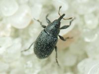Gymnetron melanarium