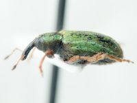 Hypera (Hypera) nigrirostris