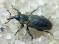 Mecinus collaris